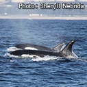Orcas in SM Bay